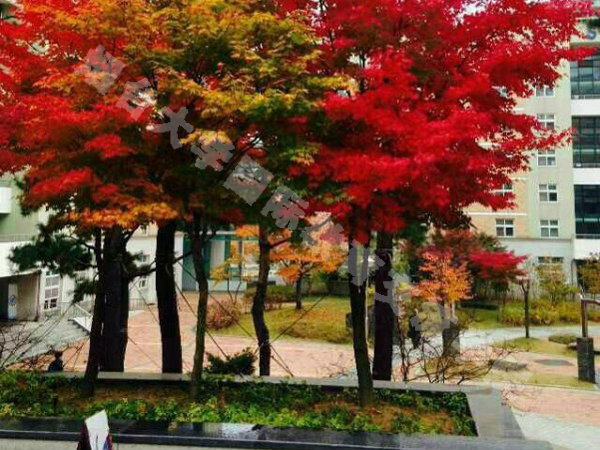 国立忠北大学美丽的秋景1